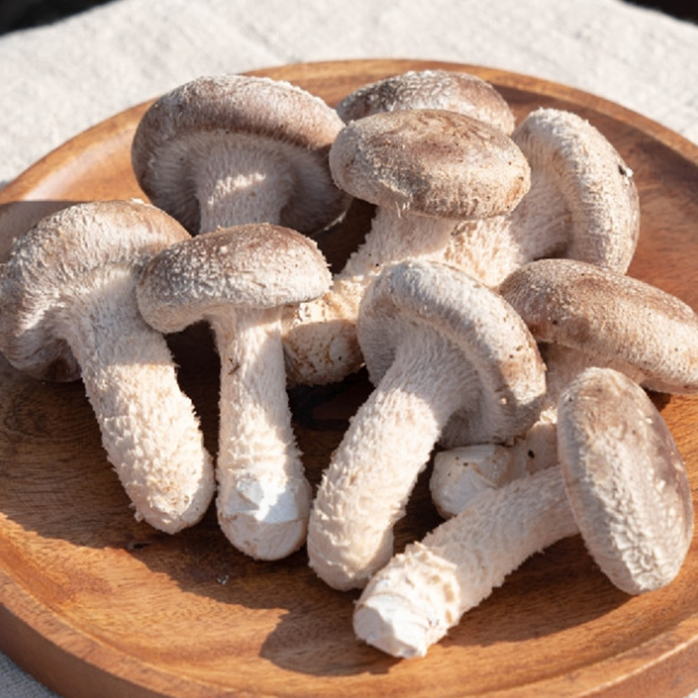 두메골농원 착한송이버섯 상품 800g : ILGB