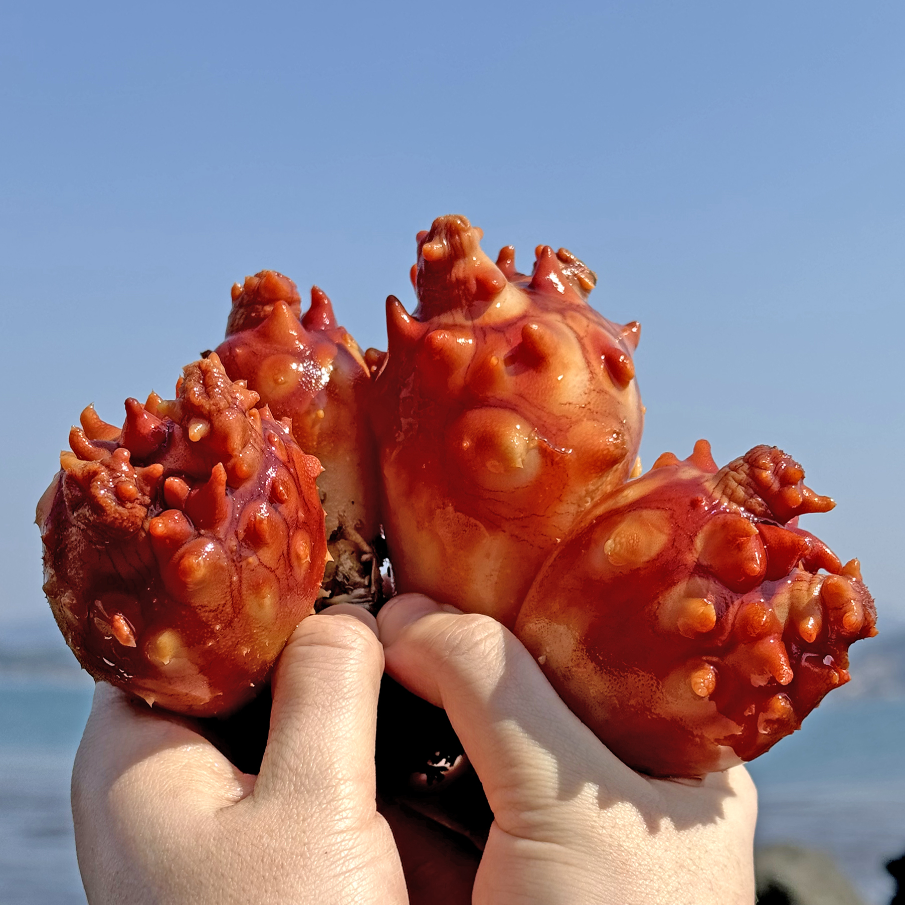 당일채취 통영 자연산 제철 활멍게 깐멍게 1kg : 수산어보