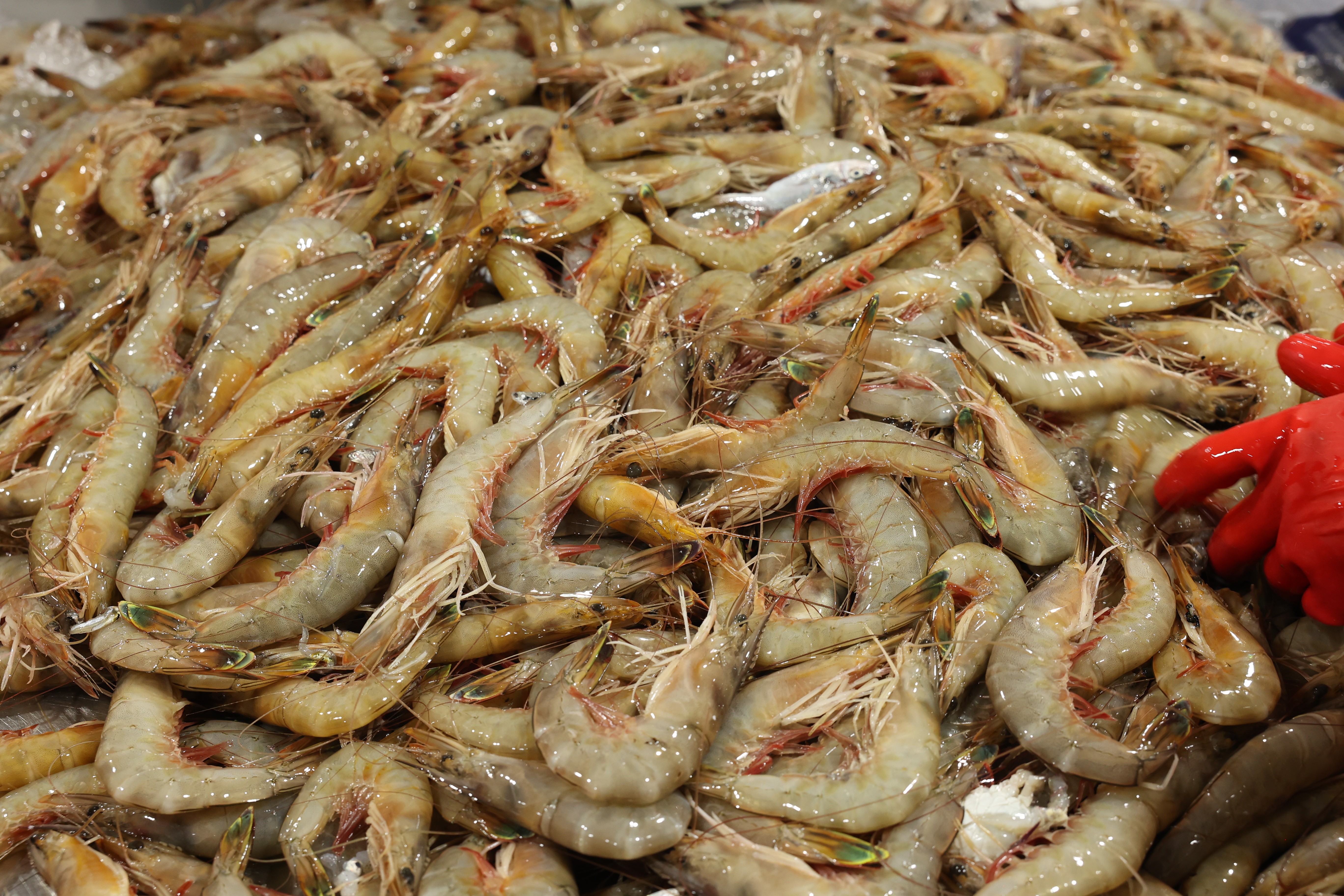 자연산 대하 새우 급냉 암 숫 왕새우 1kg 2kg 5kg 국내 태안 : - 자연나라푸드림 -