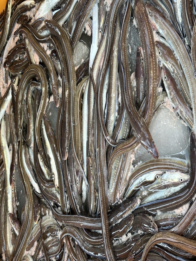 [신바람 수산물] 통통 바다장어 1kg 굵기, 선도, 손질 통영산 대짜 바다장어 판매 : 신바람 쇼핑몰