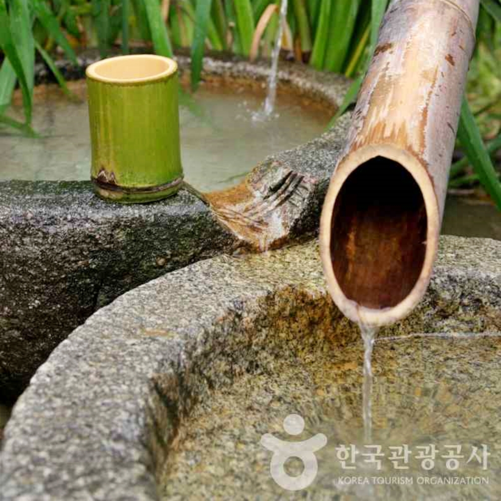 [라벤더축제] 늘푸른 대숲 담양죽녹원 정읍허브원 국내패키지 당일 기차여행 : 써니여행사