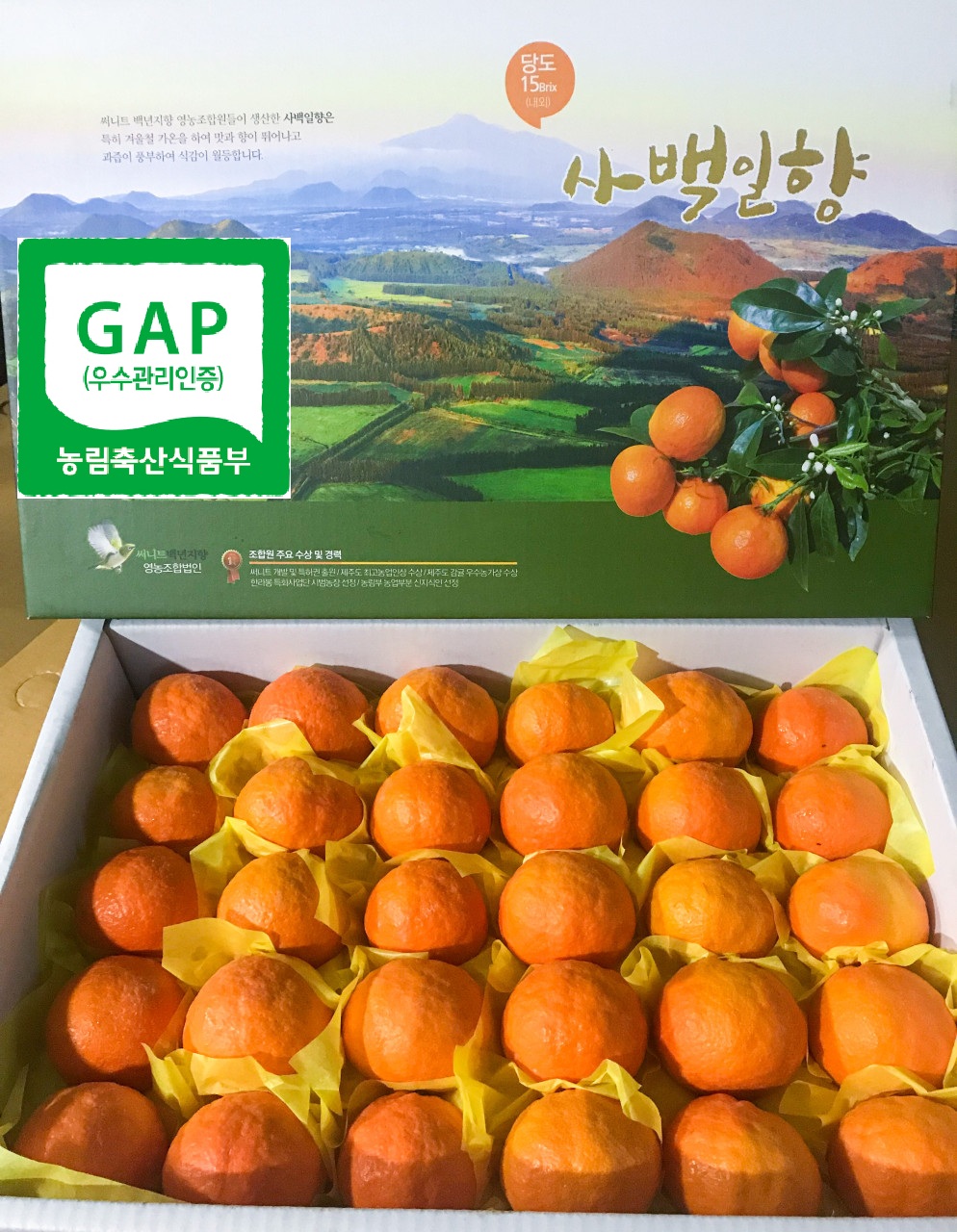 제주 카라향 3kg 5kg 10kg 세진농원 사백일향 직판 가정용 선물용 감귤 : 세진 농원