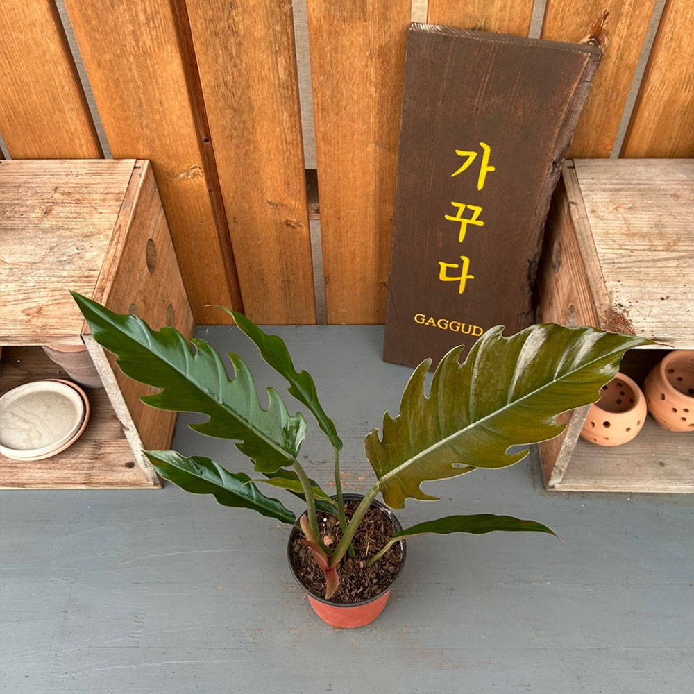 가꾸다 필로덴드론 카라멜마블 희귀식물 : 가꾸다.