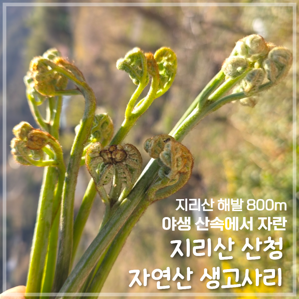 [지리산 산청 고사리] 고지대 25년도 자연산 햇고사리 - 3대째 이어온 손맛, 전통 가마솥 방식 800m 이상 고지대에서 채취한 진짜 자연산. 직접... 