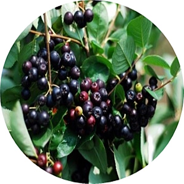 아로니아 블랙초코베리 퍼플초코베리 Aronia 결실주1주 실생묘목10주 유실수 과일나무 : 빈의 정원