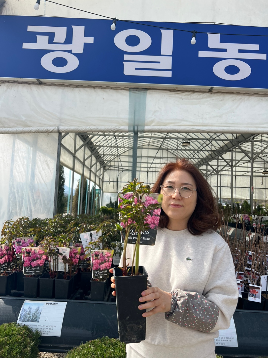 수입작약 왜성향수작약 로마 화분 : 광일농원