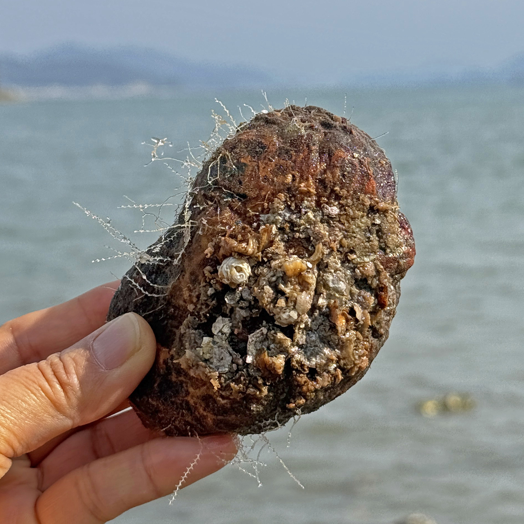 당일채취 통영 제철 자연산 돌멍게 활멍게 1kg : 수산어보