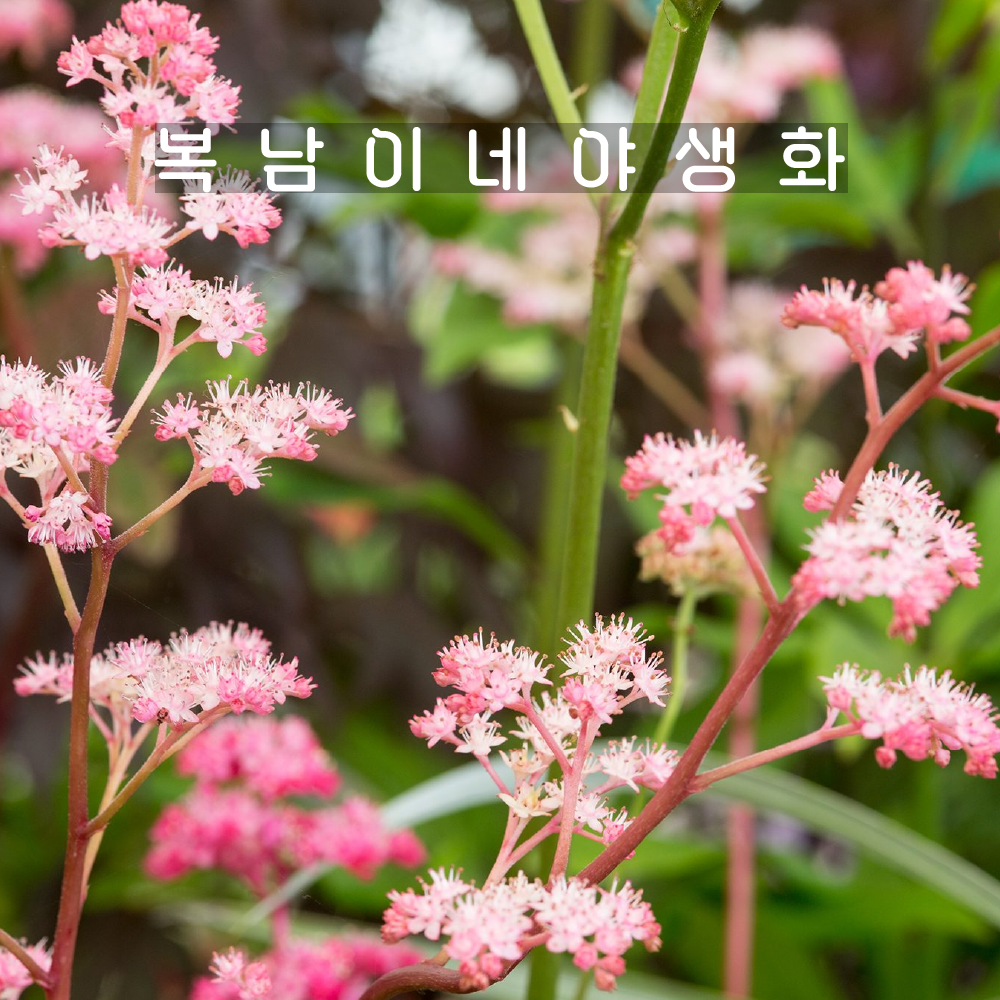도깨비부채 초콜렛윙스 [1개 복남이네야생화 모종 수레부채 로저시아 rodgersia] : 복남이네야생화