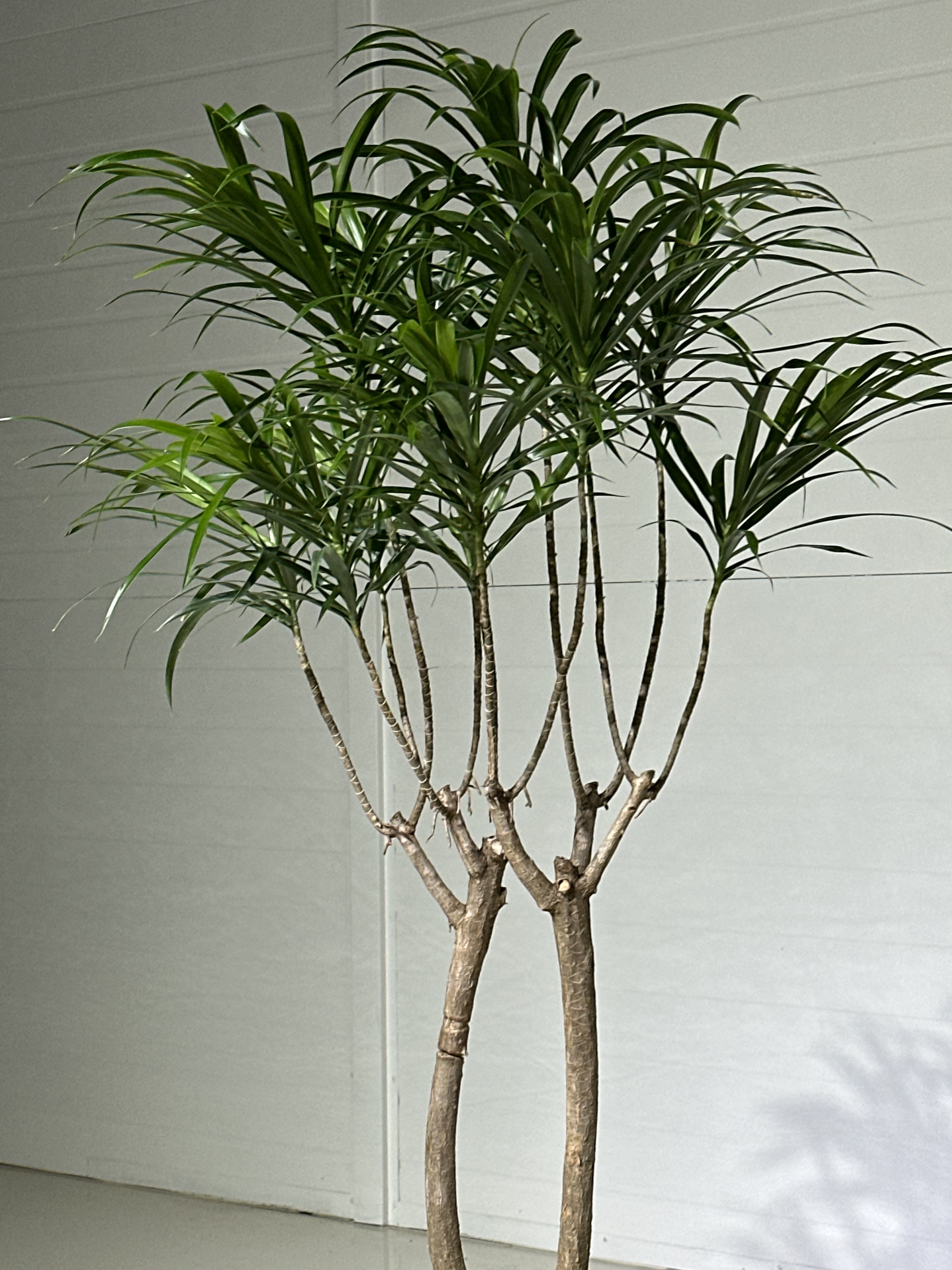 드라세나 자바 : deep garden