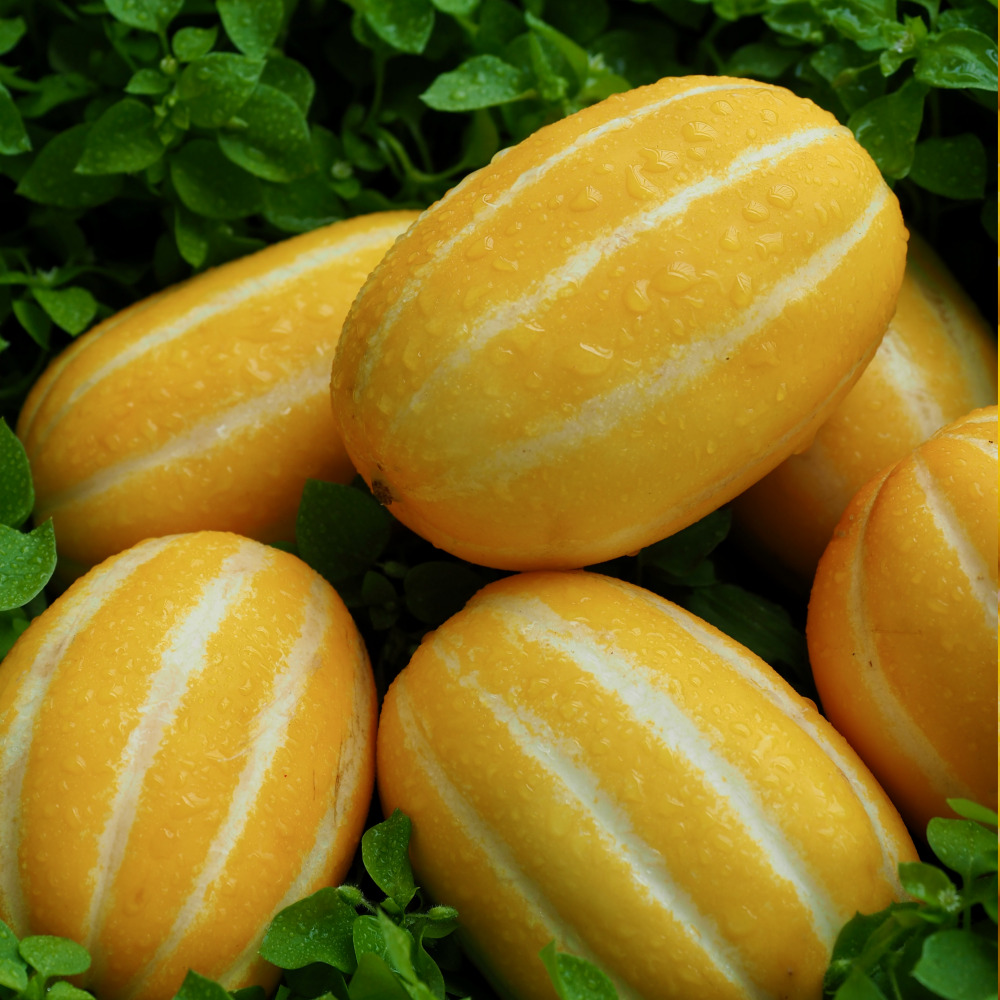 당도선별 성주 참외 실속형 가정용 꿀참외 10kg : 풋풋상회