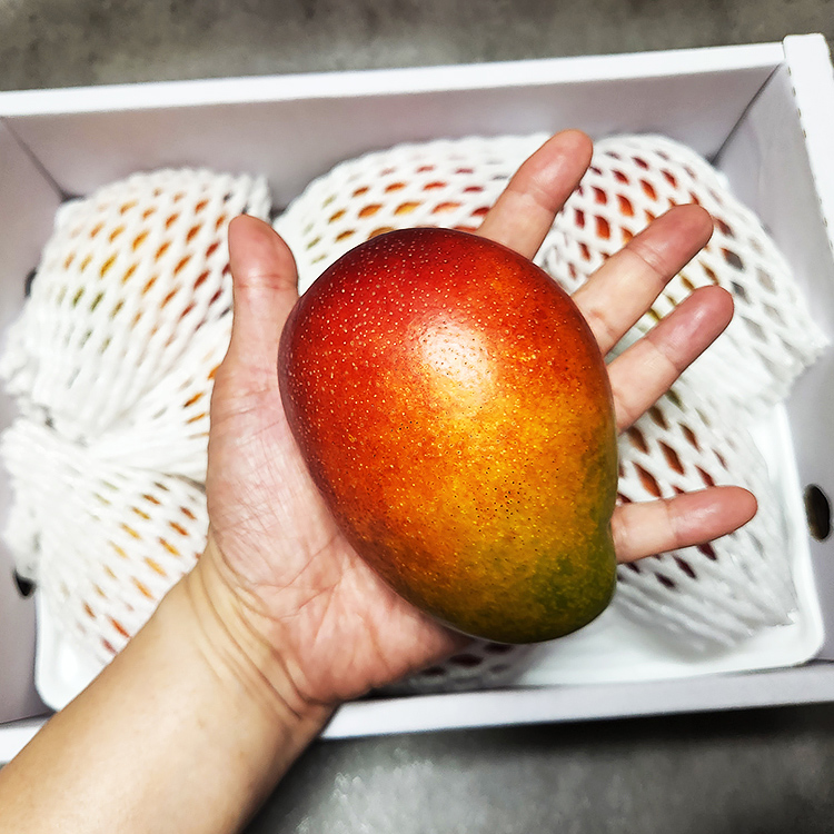 현가원 서귀포 애플망고 3kg (선물용, 9-10과, 실중량) : 제주로컬푸드마켓