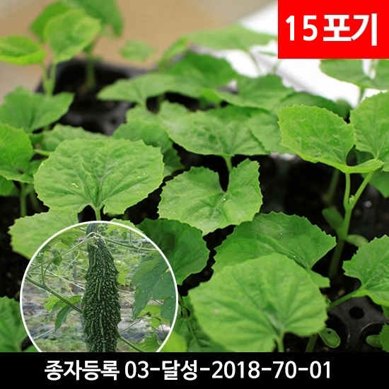 방풍 모종 여주 종묘 방풍 종자 : 와글농장