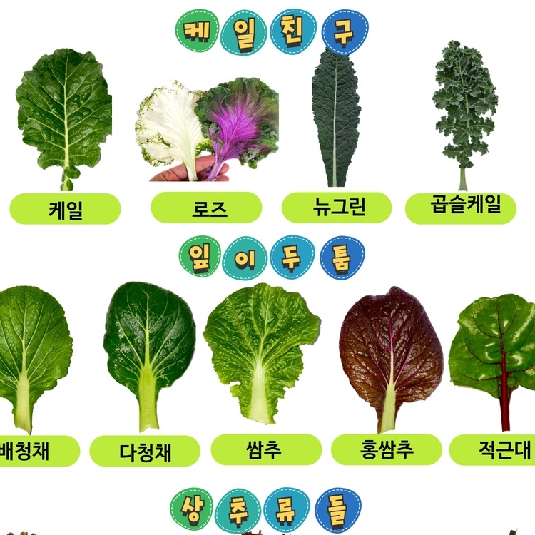 양평 지평 멋진 농부 모둠 모듬 야채 600g 샐러드 모듬 쌈채소 : 파머스몰