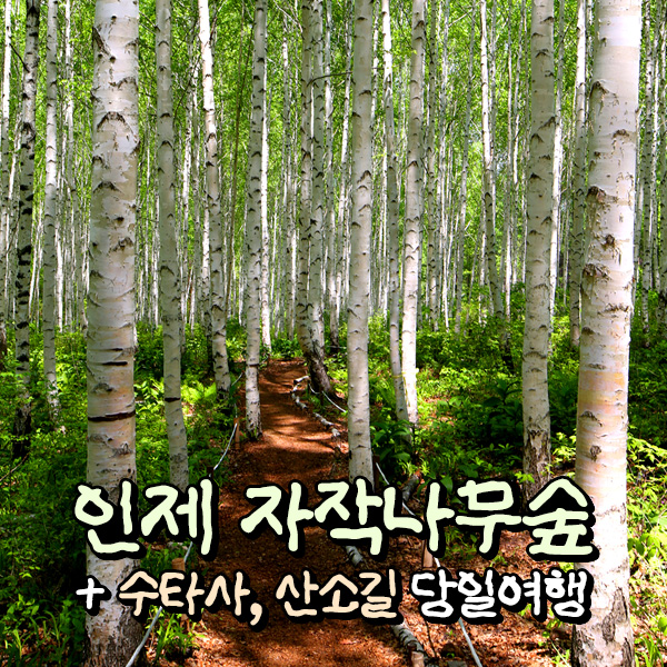 [강원] 인제 원대리 자작나무숲+홍천 수타사(산소길) 당일여행 / 트레킹 / 서울경기出 : 파랑새투어