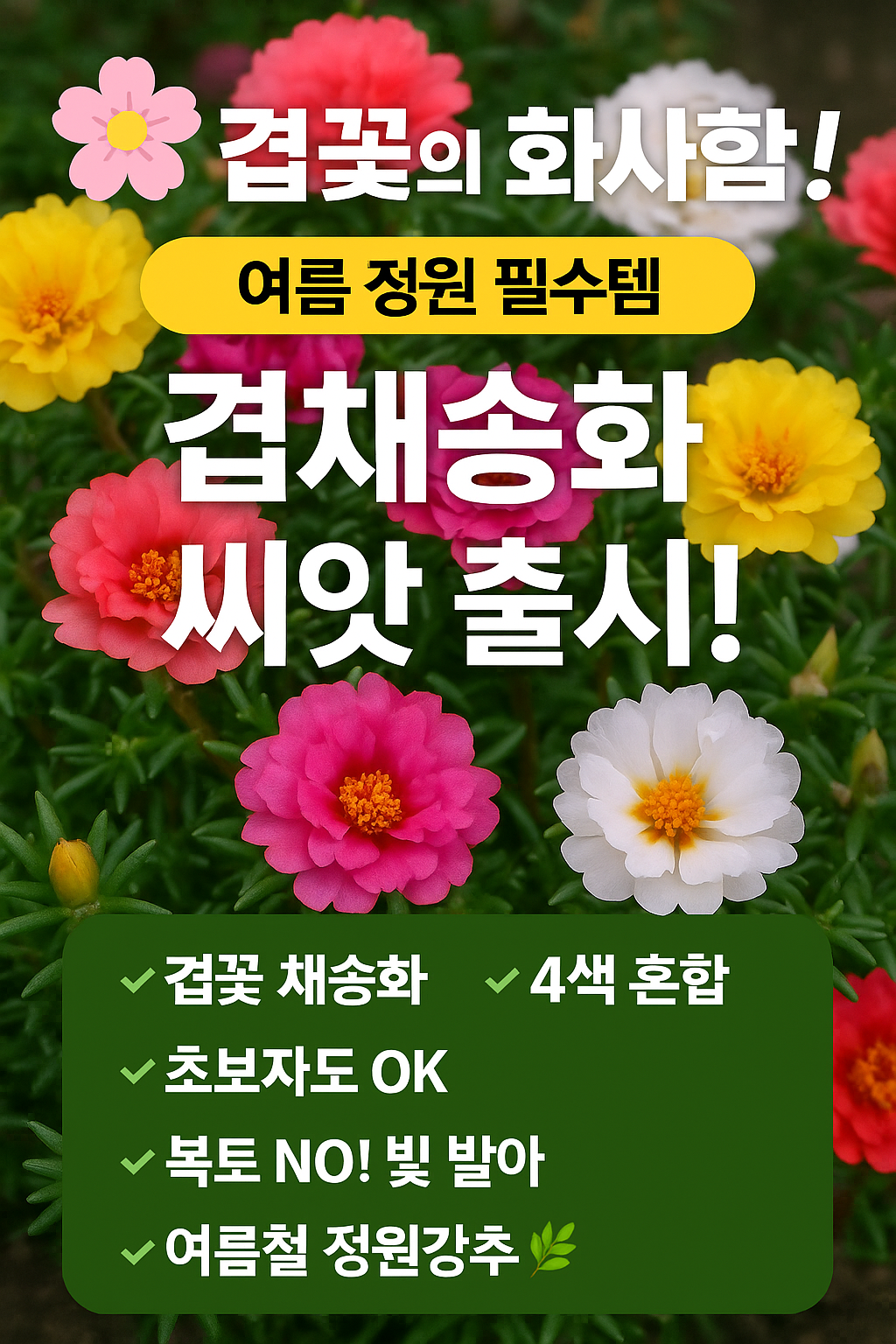 겹채송화 혼합 씨앗(1000립)꽃씨 관상 종묘 종자 씨 영웅 KS : 영웅씨앗