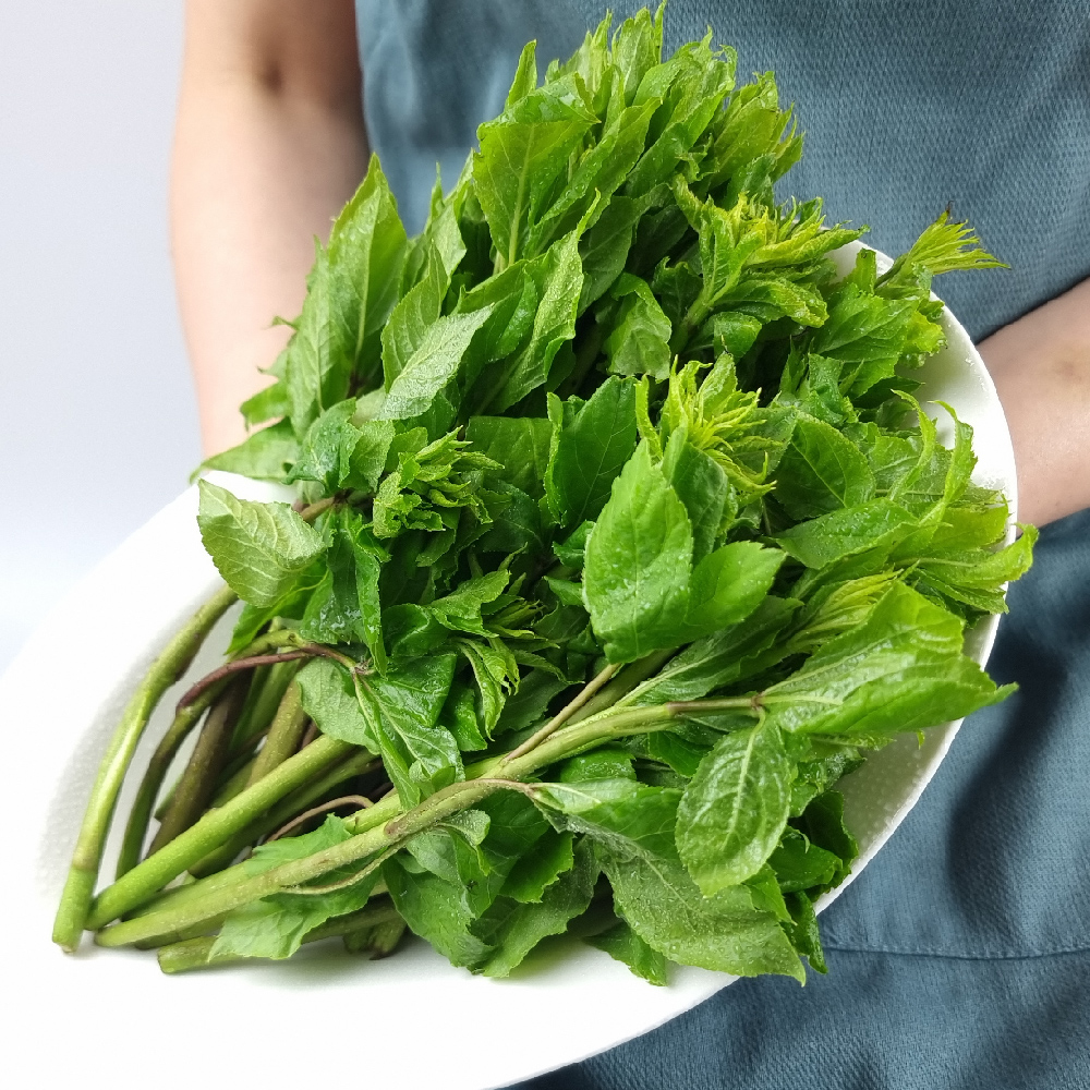 강원 정선 싱싱 연한 생 오가피순 나물 가시오가피 500g 1kg 장아찌 고랭지 : 장군농수산