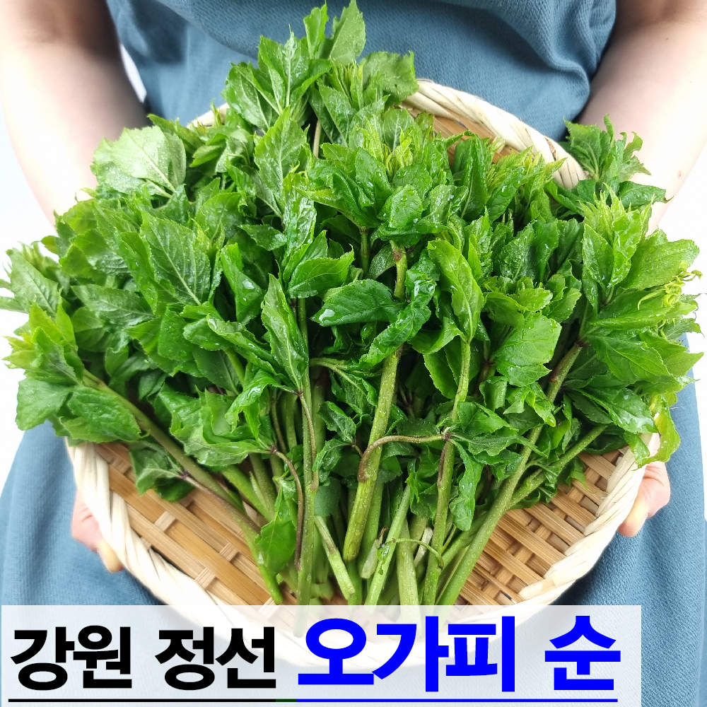 강원 정선 엄나무순 참두릅 곤드레나물 곰취나물 명이나물 오가피순 어수리 눈개승마 취나물 : 장군농수산