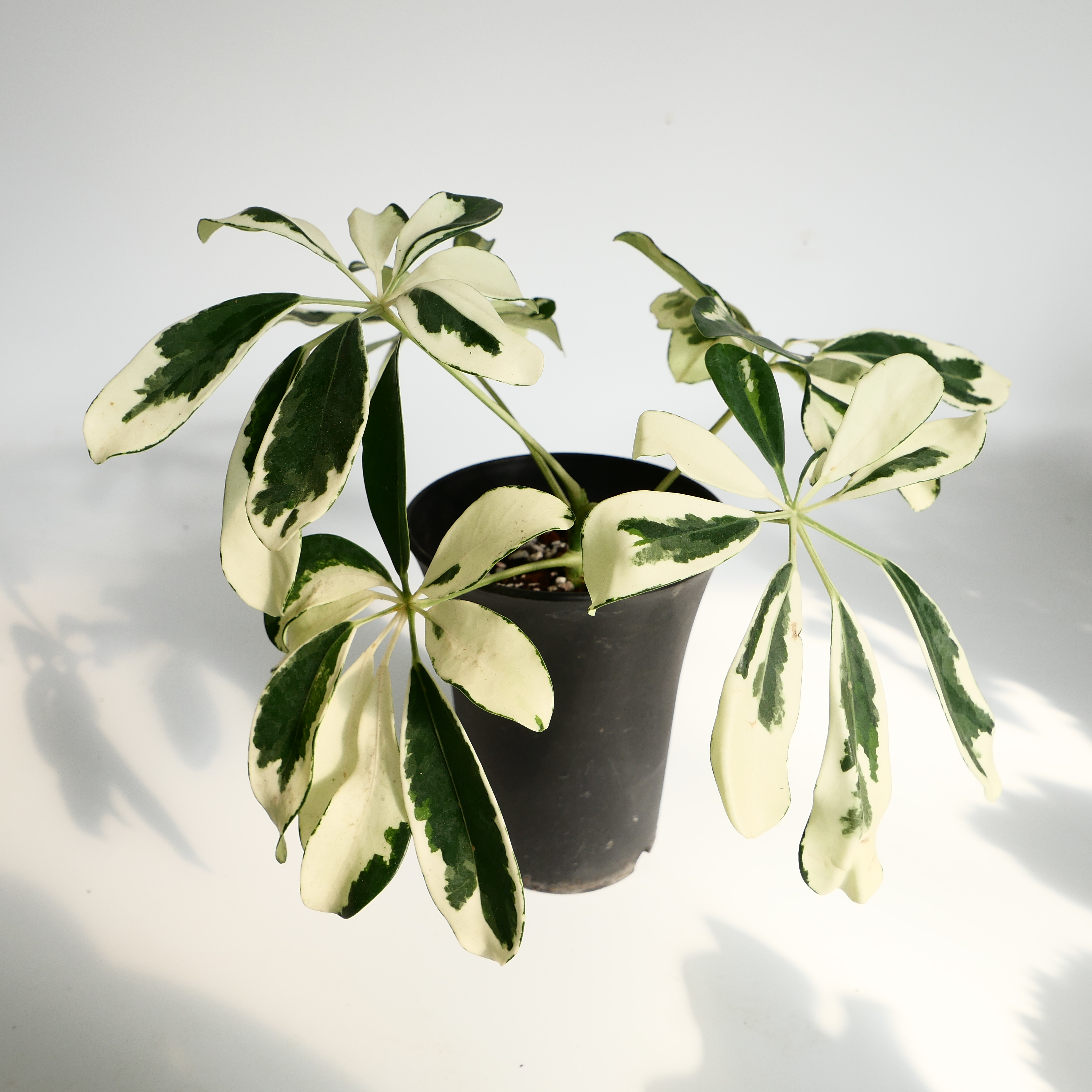 홍콩야자 쉐프렐라 샤롯데 (동일상품배송) : leafresh