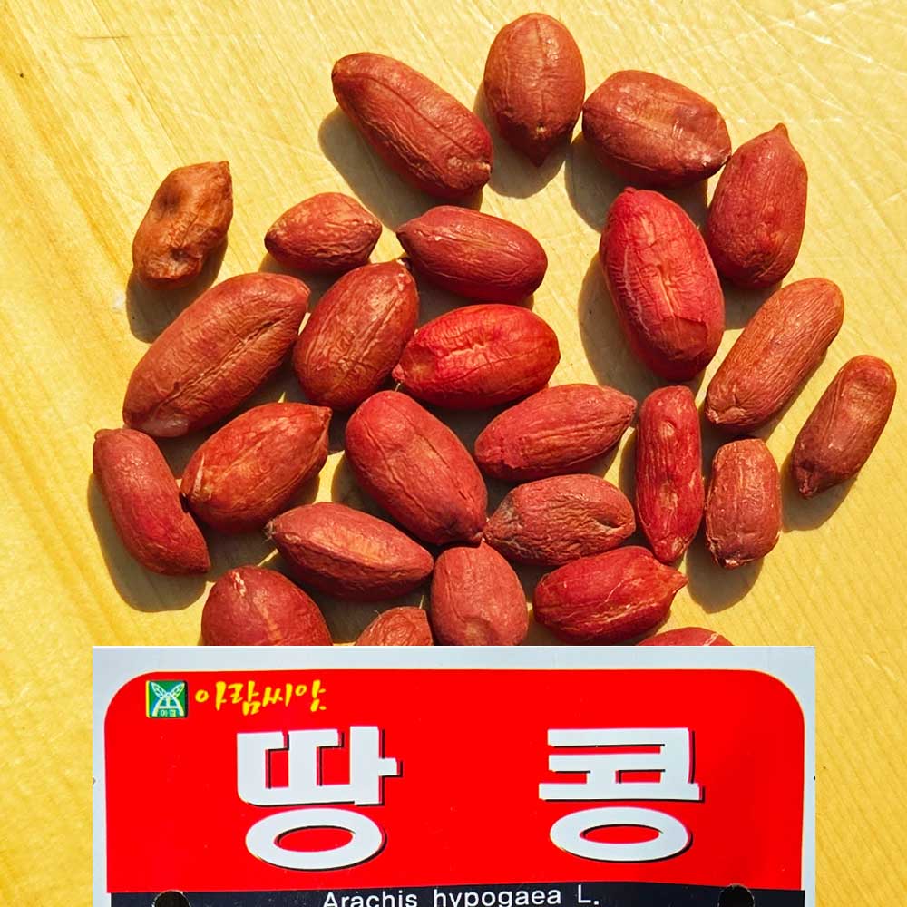땅콩씨앗 아람20g약27알 고소한맛의 재래종자 콩과의일년생 : 이파주