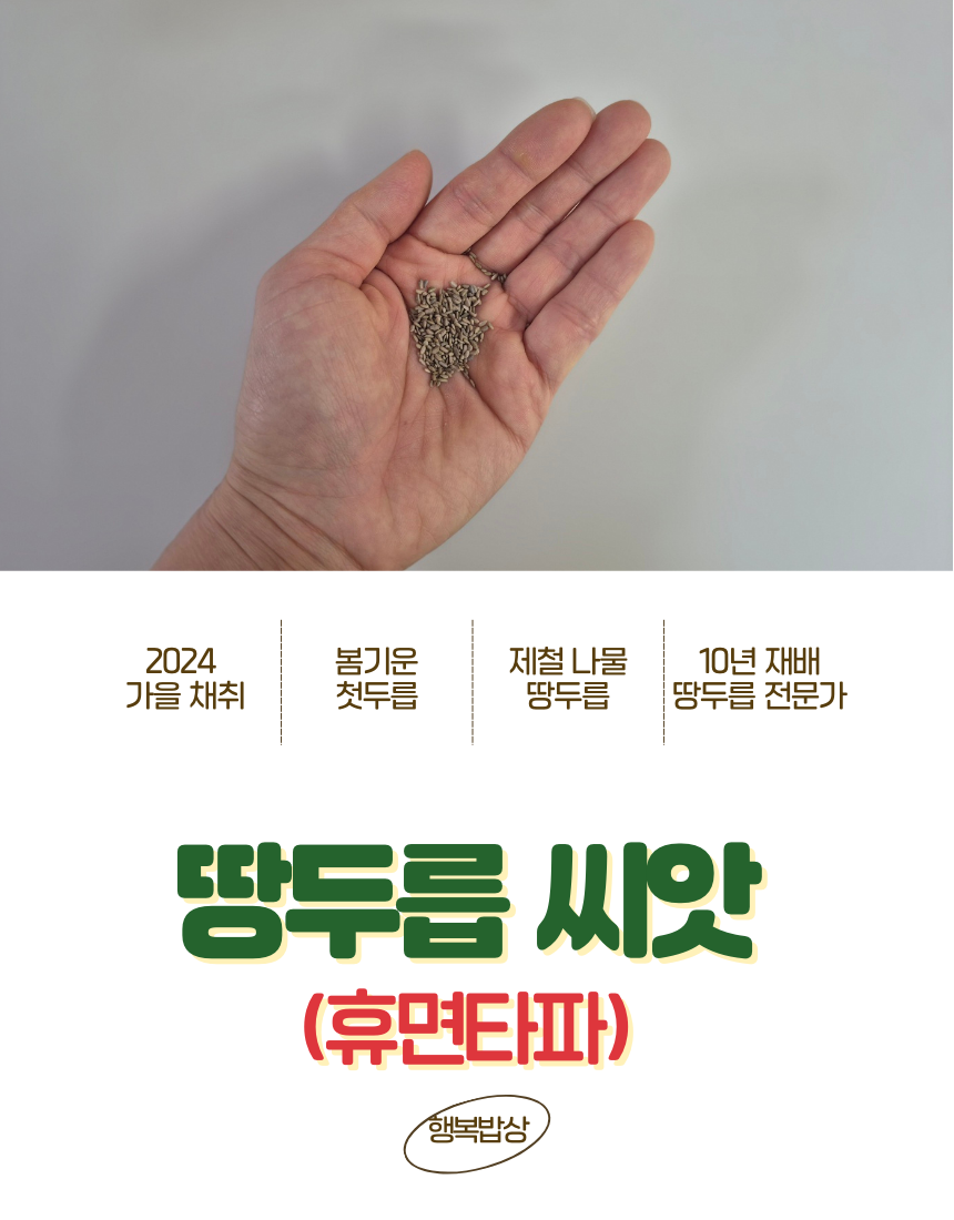 [전국최저가] 땅두릅  독활 두릅 씨앗 종자 2만립(20g) : 행복 밥상