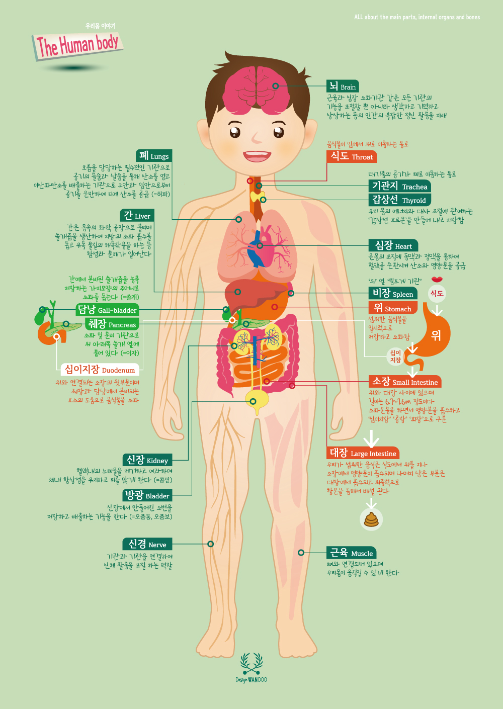 디자인완두 우리몸 이야기 유아포스터 어린이 학습 벽보 아기 벽그림 완구 : 디자인 완두