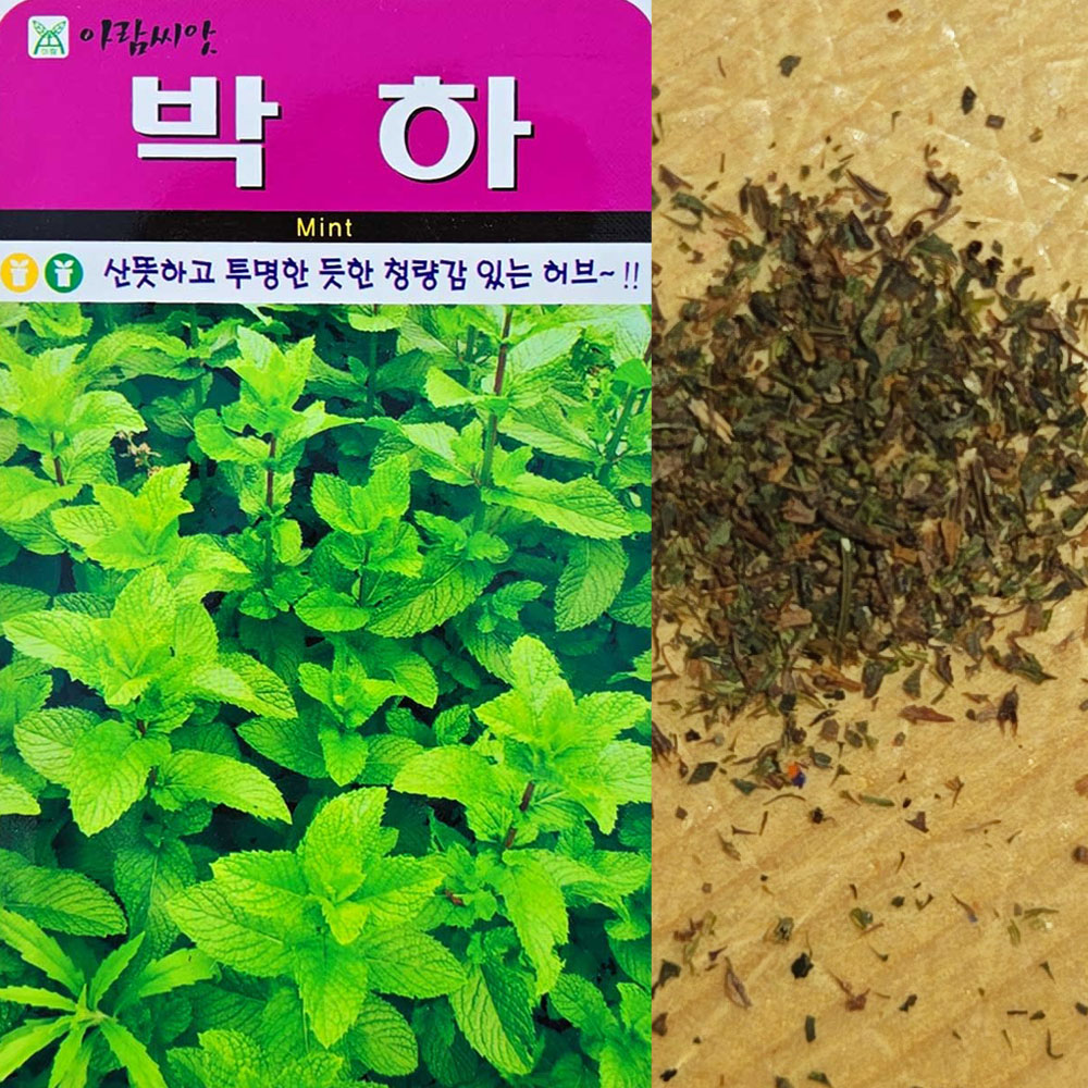 박하씨앗 50립 허브씨앗 산뜻뚜명한듯한 청량감의 : 이파주