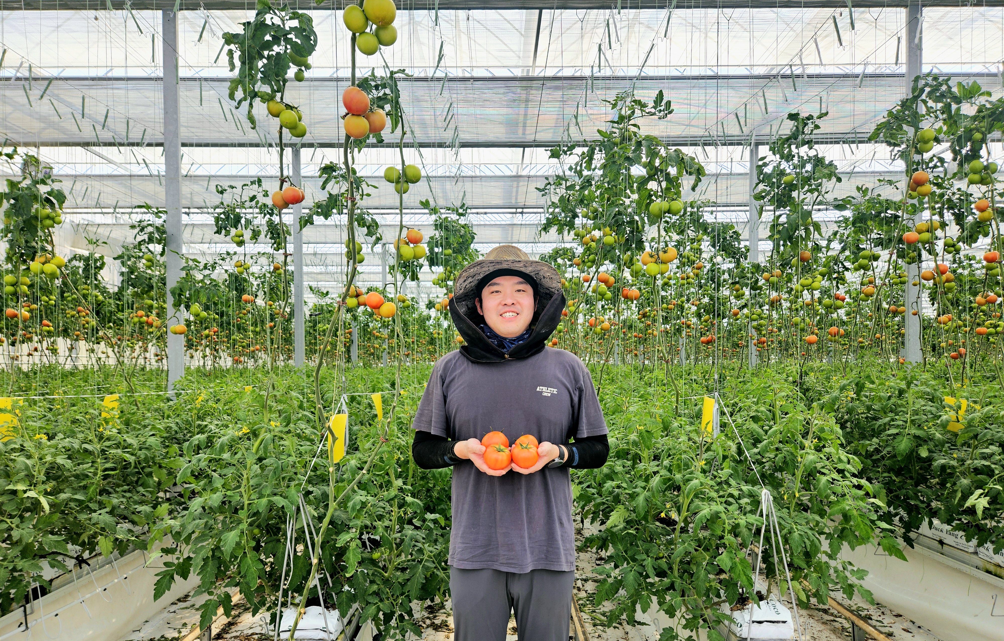 스마트마토 완숙토마토 산지직송 유럽종 5kg 스마트팜 연중생산 : 에덴청과
