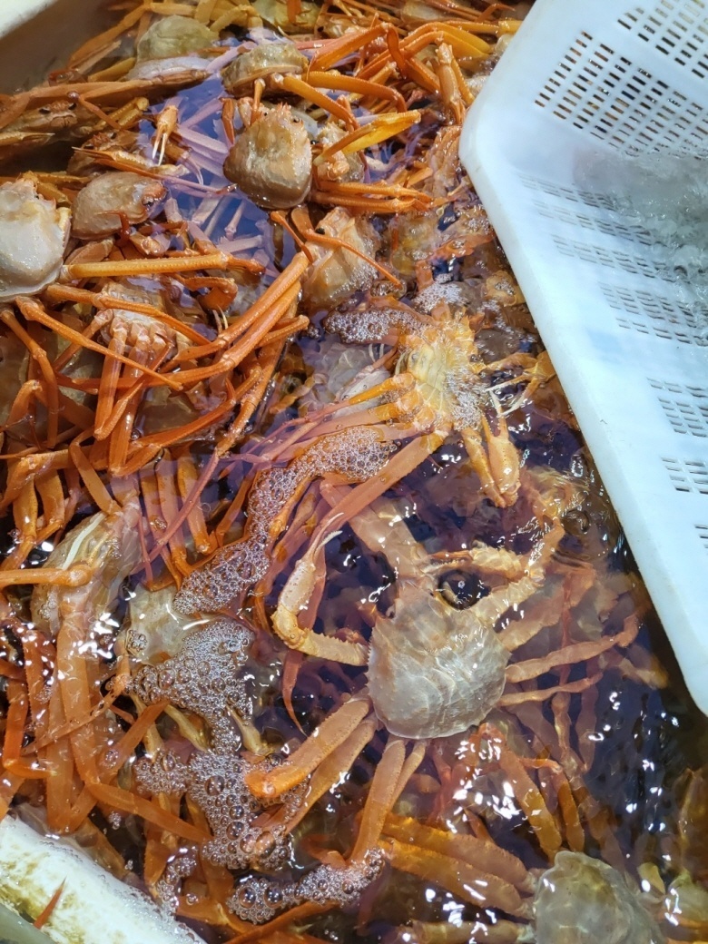 태초농수산 대용량 갓성비 주문진 홍게 4+5kg 국내산 후포리 연지 : 태초농수산