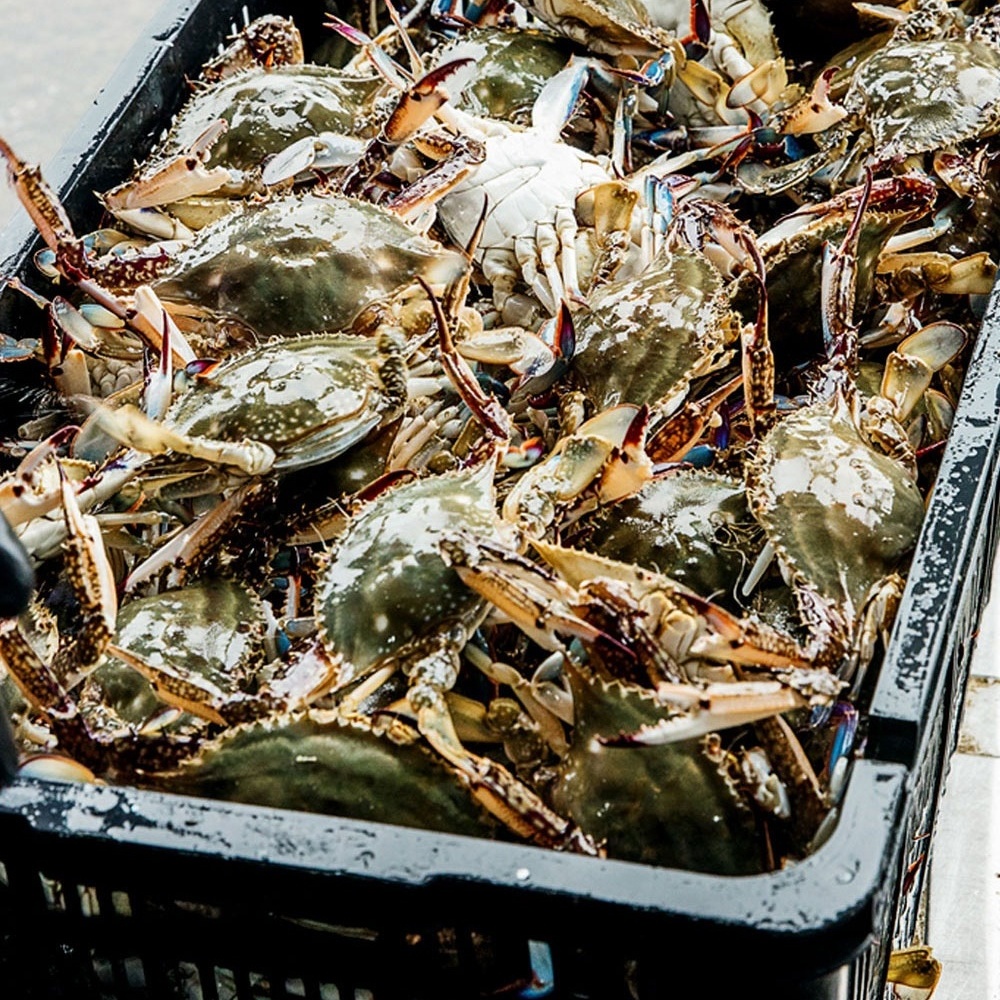 전남 신안 알배기 암꽃게장 간장게장 2kg (4-5미) : 맛짜컴퍼니