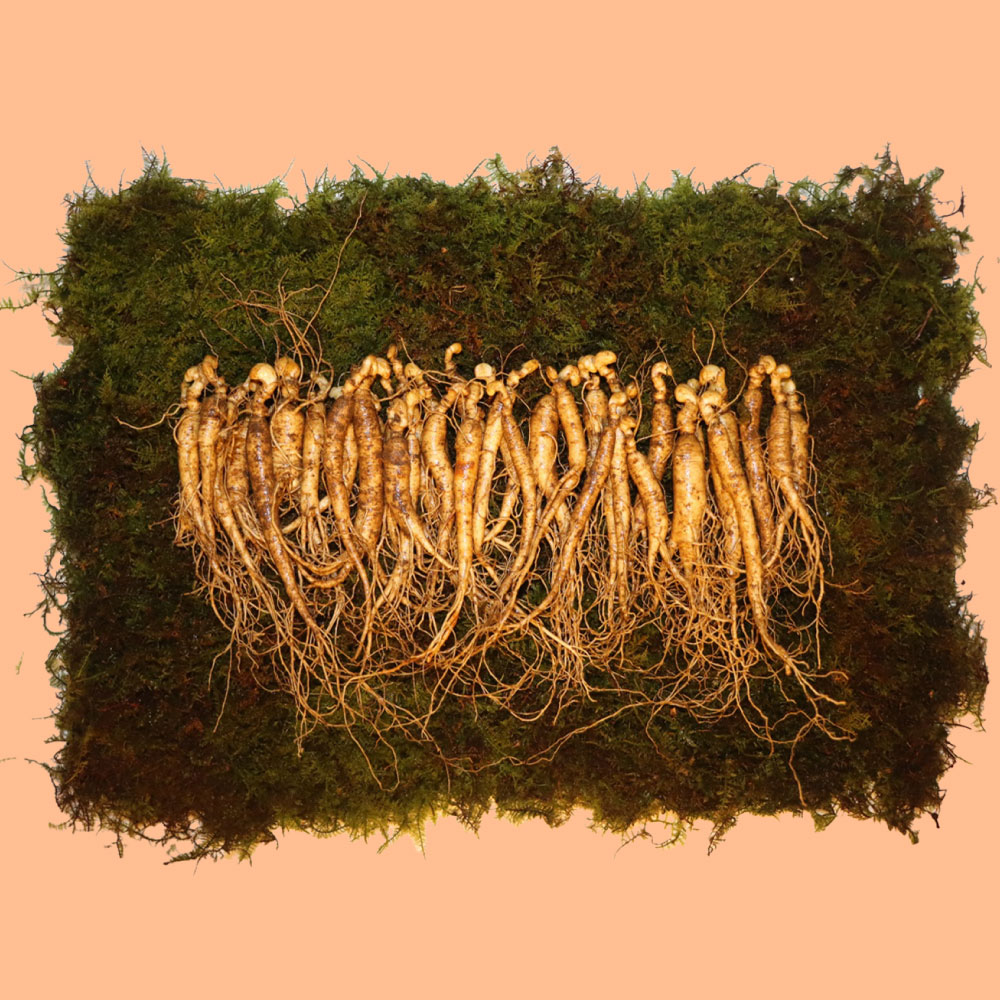 수려한삼  7-8년근 파삼 100-200g(15-50뿌리) 산양산삼 산양삼 장뇌삼 부모님 선물세트 : 수려한 삼