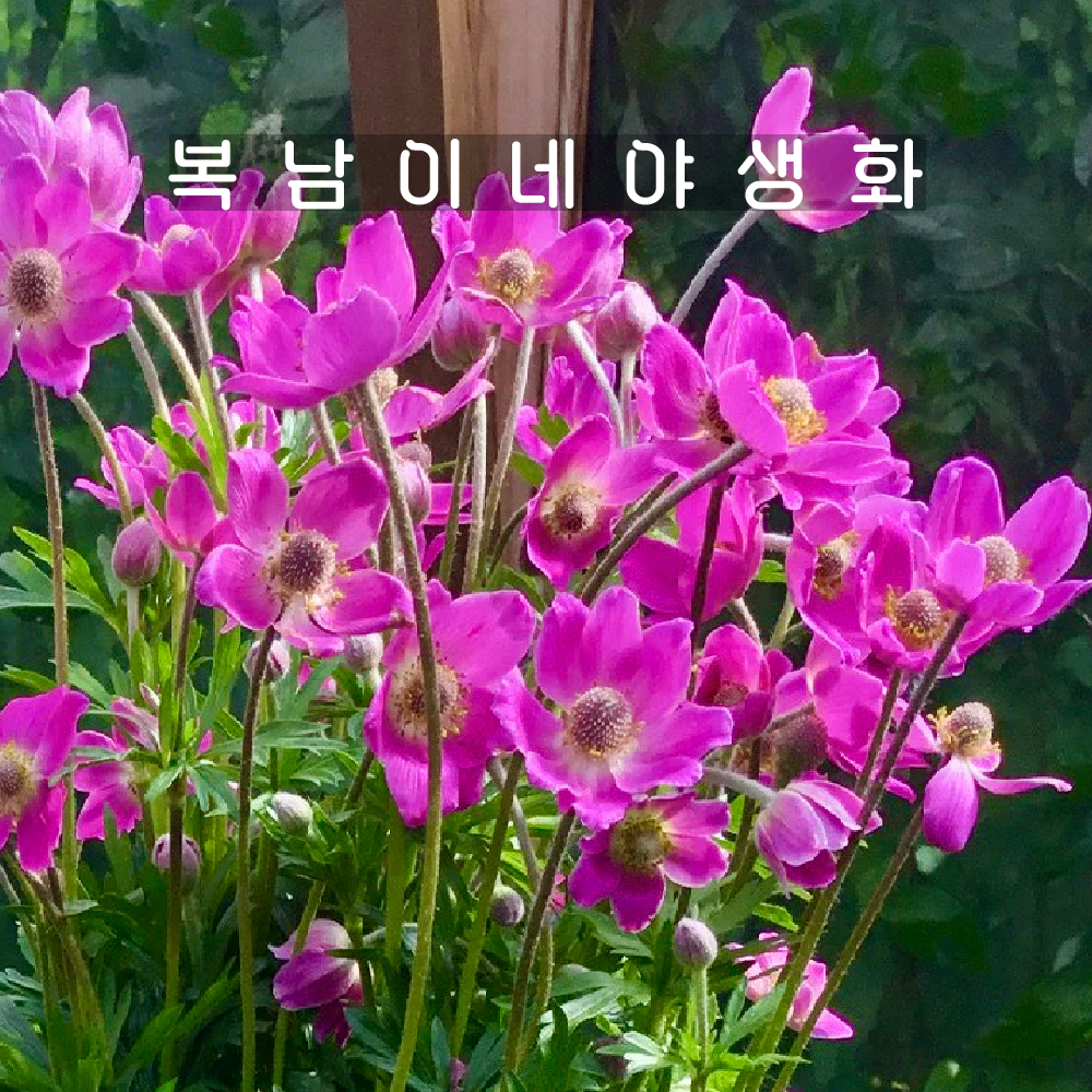 숙근아네모네 스프링뷰티핑크 [1개 복남이네야생화 모종 윈드플라워 바람꽃 anemone] : 복남이네야생화