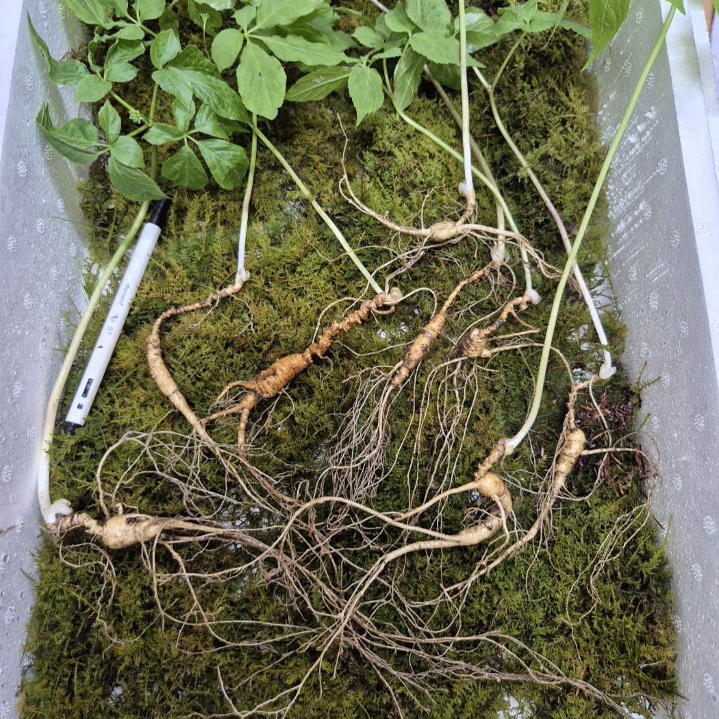 자연산산삼 야생산삼 30년 추정 8뿌리 47.0g  / 심마니 직접채심 : 산약초이야기 건강촌