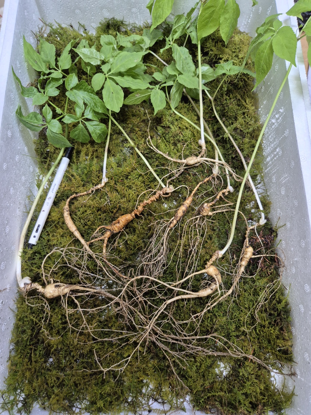 자연산산삼 야생산삼 30년 추정 8뿌리 47.0g  / 심마니 직접채심 : 산약초이야기 건강촌