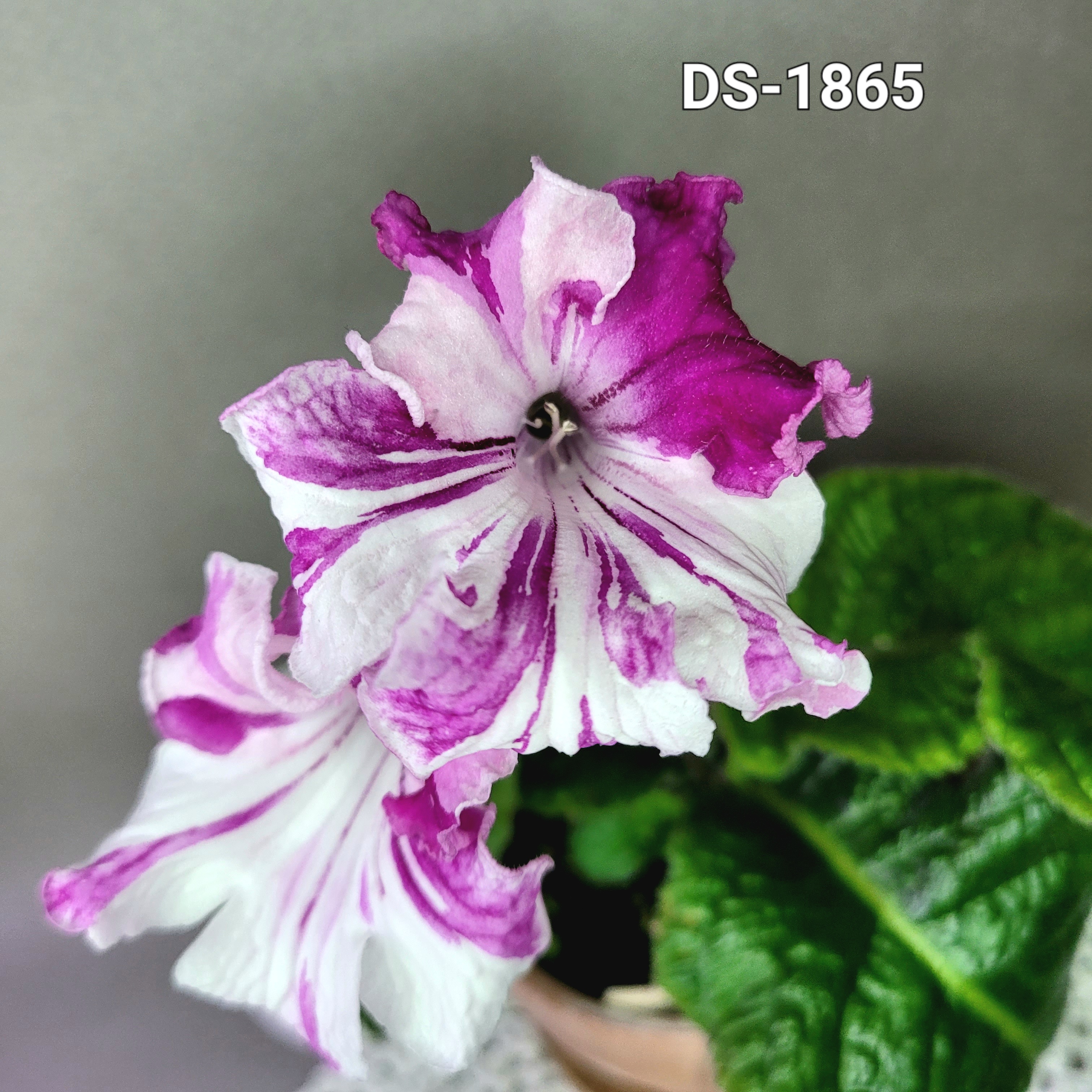 스트렙토카르푸스/DS-1865/소품(랜덤발송) : 바다토끼네 꽃이야기
