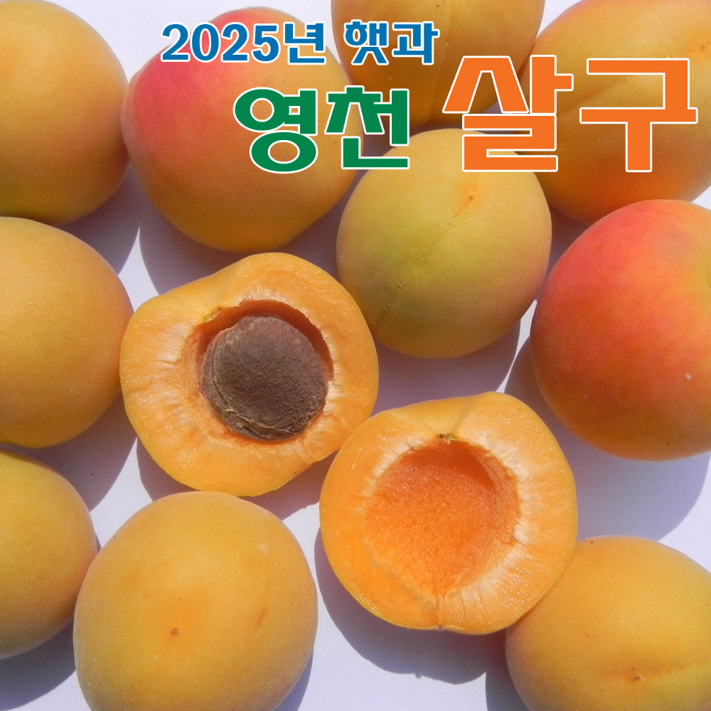 (팔공산농원) 살구 5kg : 팔공산 농원