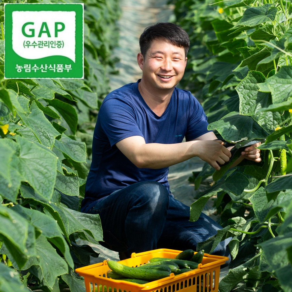 청년농부의 싱싱한 백다다기 오이 : 진천햇살농원