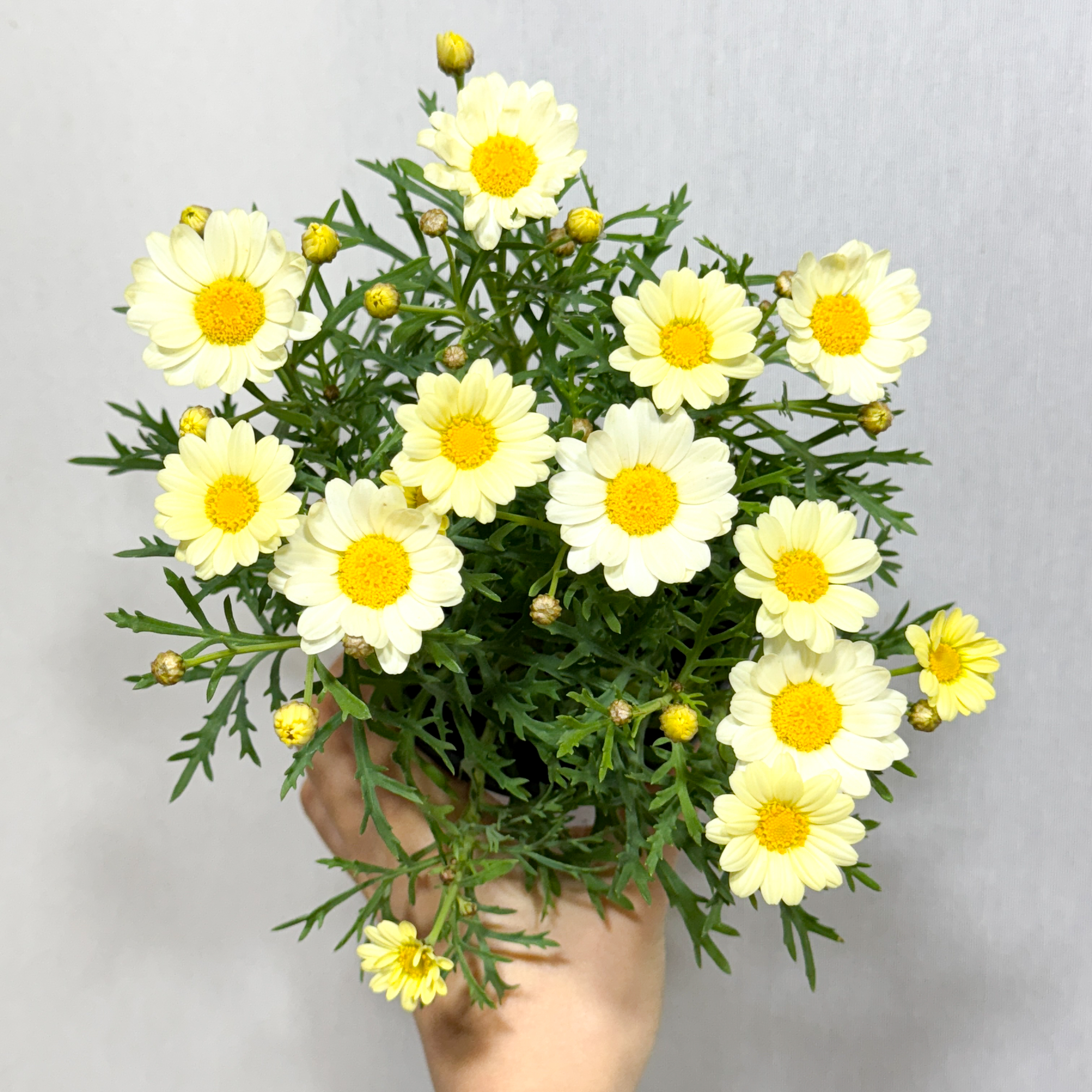 마가렛 아이보리 : 모종꽃나라