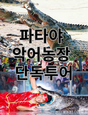 [단독투어/파타야] 파타야 악어농장 단독투어 : 박군투어