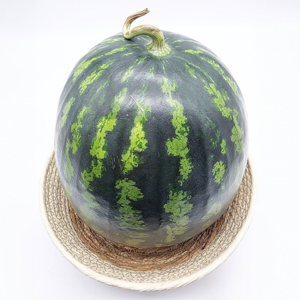 꿀맛수박 우곡 고창 음성 산지직송 제철과일 고당도 수박 과일선물 : 라이프 멋 농수산마켓