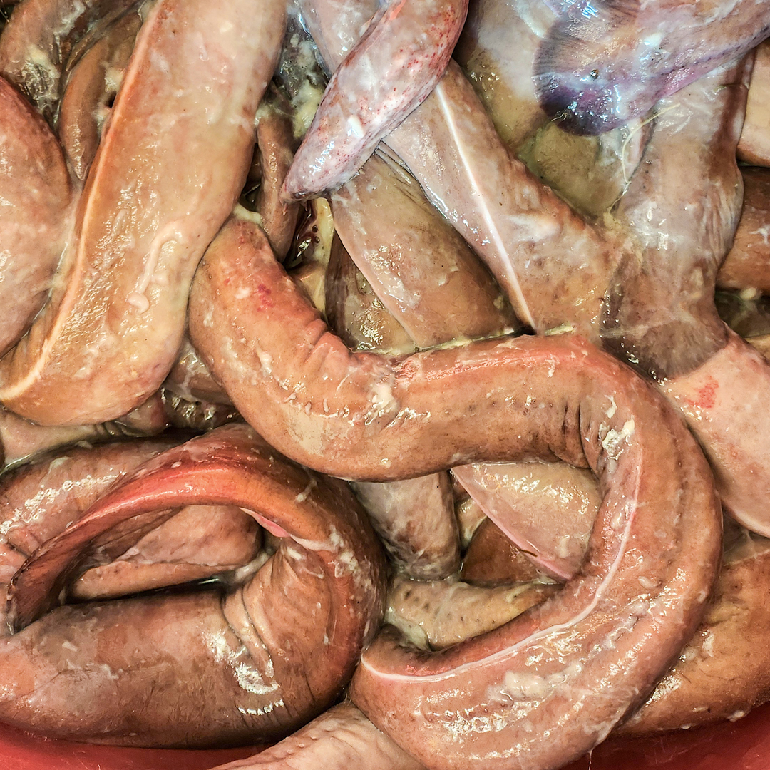 국내산 손질 꼼장어 남해안 먹장어 바다장어 꼼장어볶음 곰장어 매운맛소스 : 삼천포새벽시장