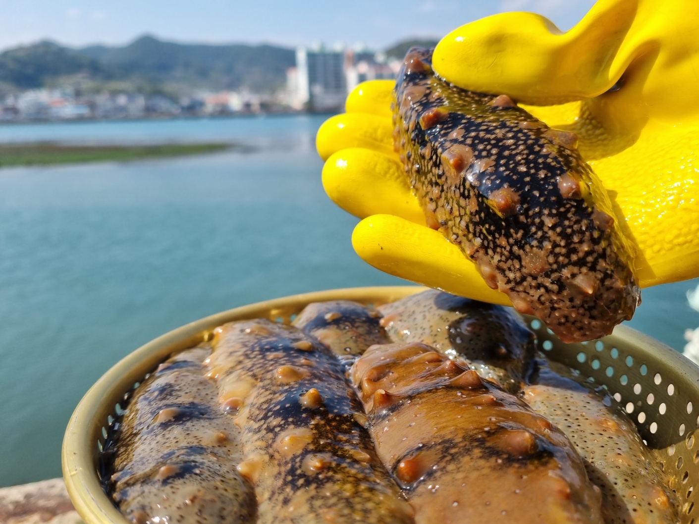 통영 자연산 해삼 산지직송 당일조업 신선한 해삼 : 온늘상점