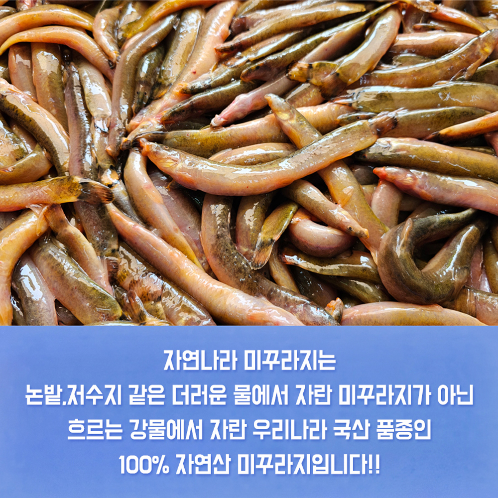 진짜 자연산 토종 미꾸라지 500g , 100%국내산 민물고기 추어탕 어죽 민물매운탕 : 자연나라다슬기
