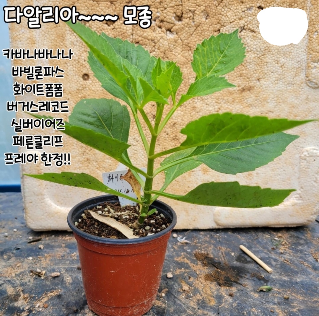 카바나바바나 / 바빌론파스 / 화이트폼폼/ 버거스레코드 / 실버이어즈 / 페른클리프 / 프레야 : 박집사네 정원