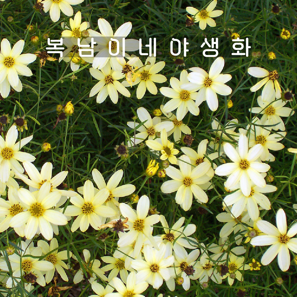 문빔 [4개 복남이네야생화 모종 숙근 애기코스모스 코레옵시스 coreopsis] : 복남이네야생화