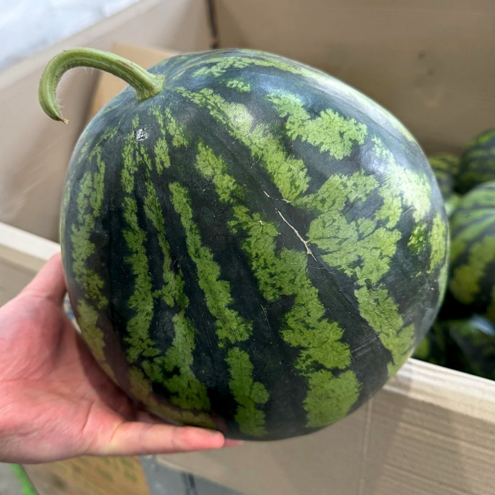 국내산 못난이 수박 행사 가정용 꿀수박 6.5kg, 1개 : 와디와시