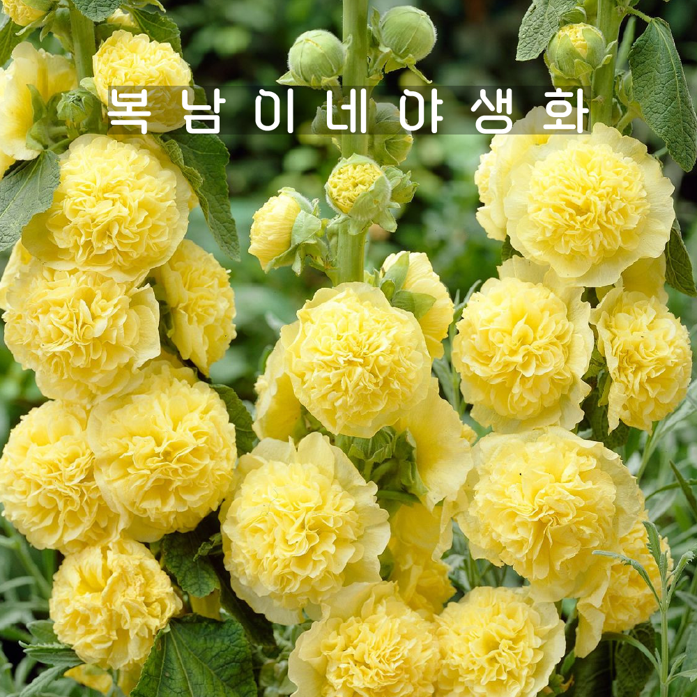 내년개화 겹접시꽃 골든옐로우 [4개 복남이네야생화 모종 홀리훅 hollyhock] : 복남이네야생화