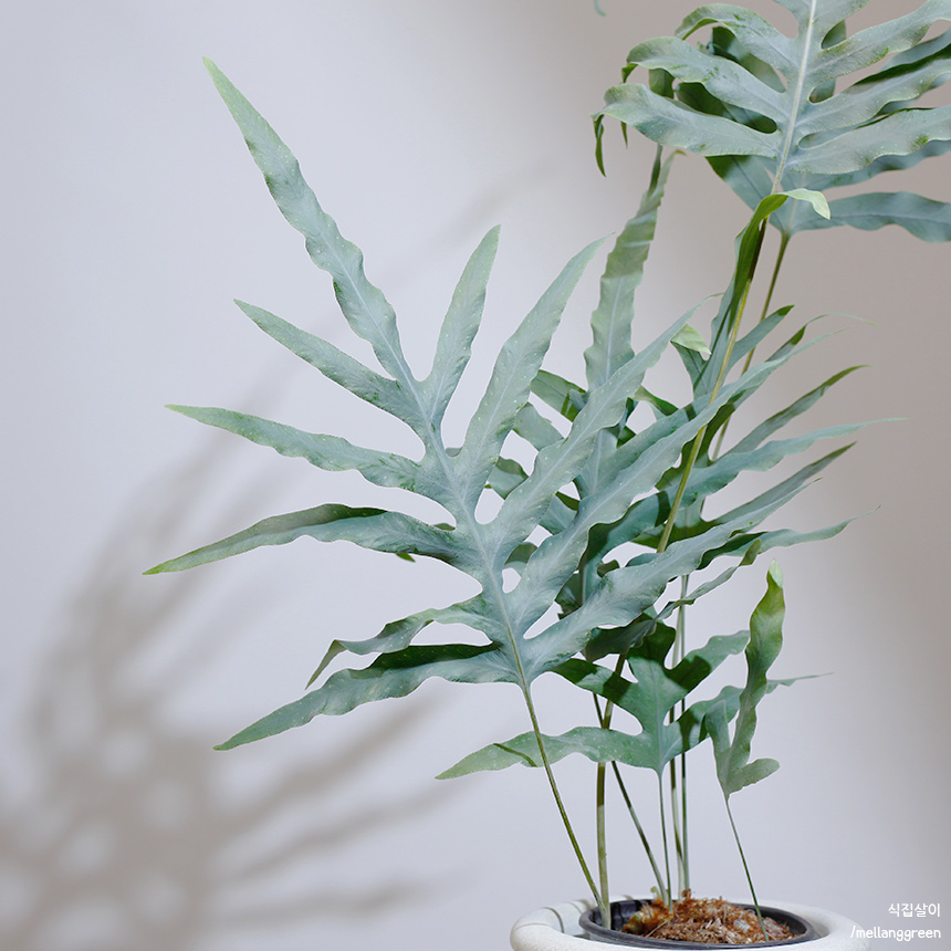[선별발송] 블루스타펀 고사리 중대품 Blue Star Fern 10~12cm화분 : 식집살이.