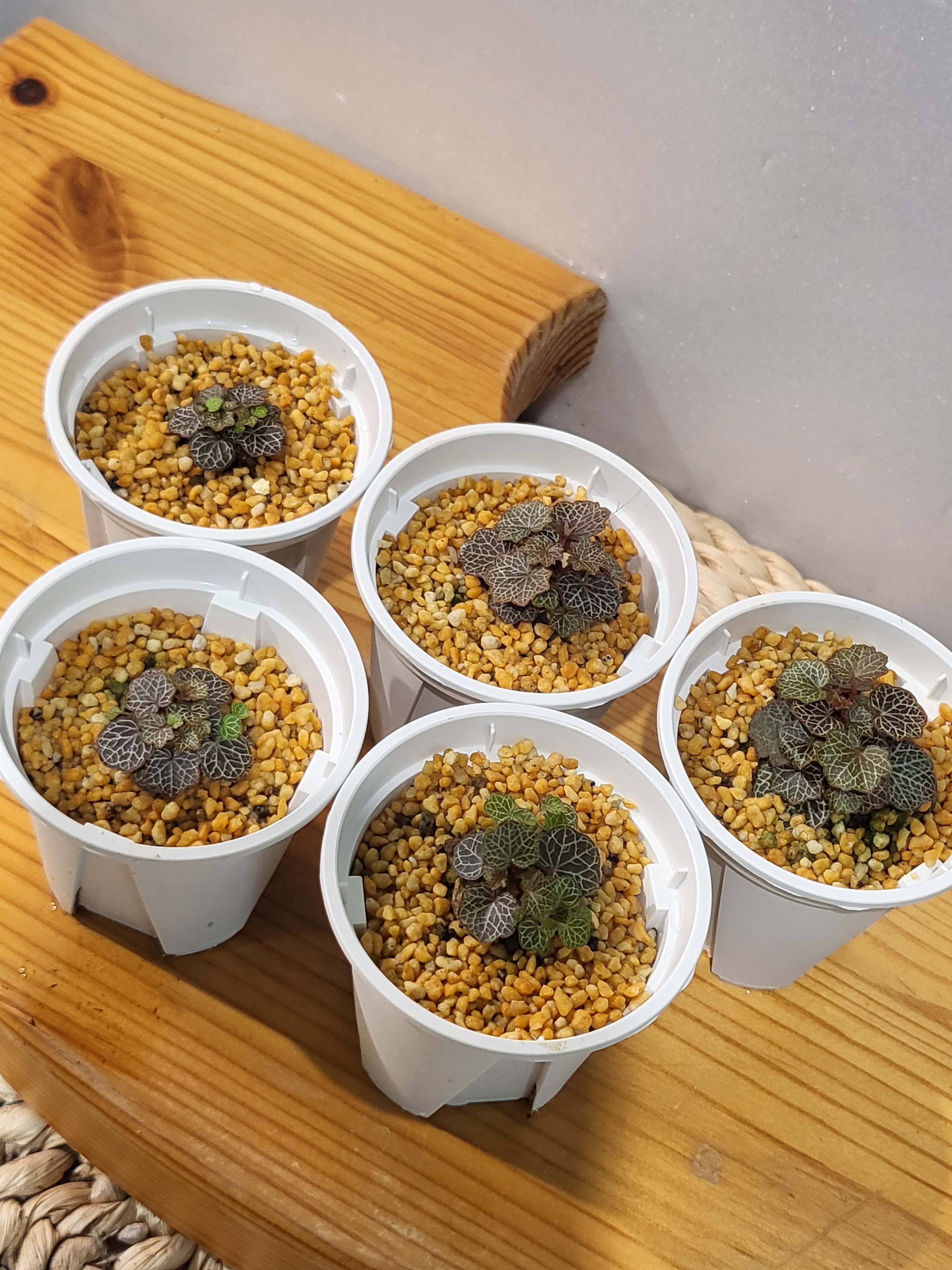 야쿠시마 바위취 : 까치 플랜츠