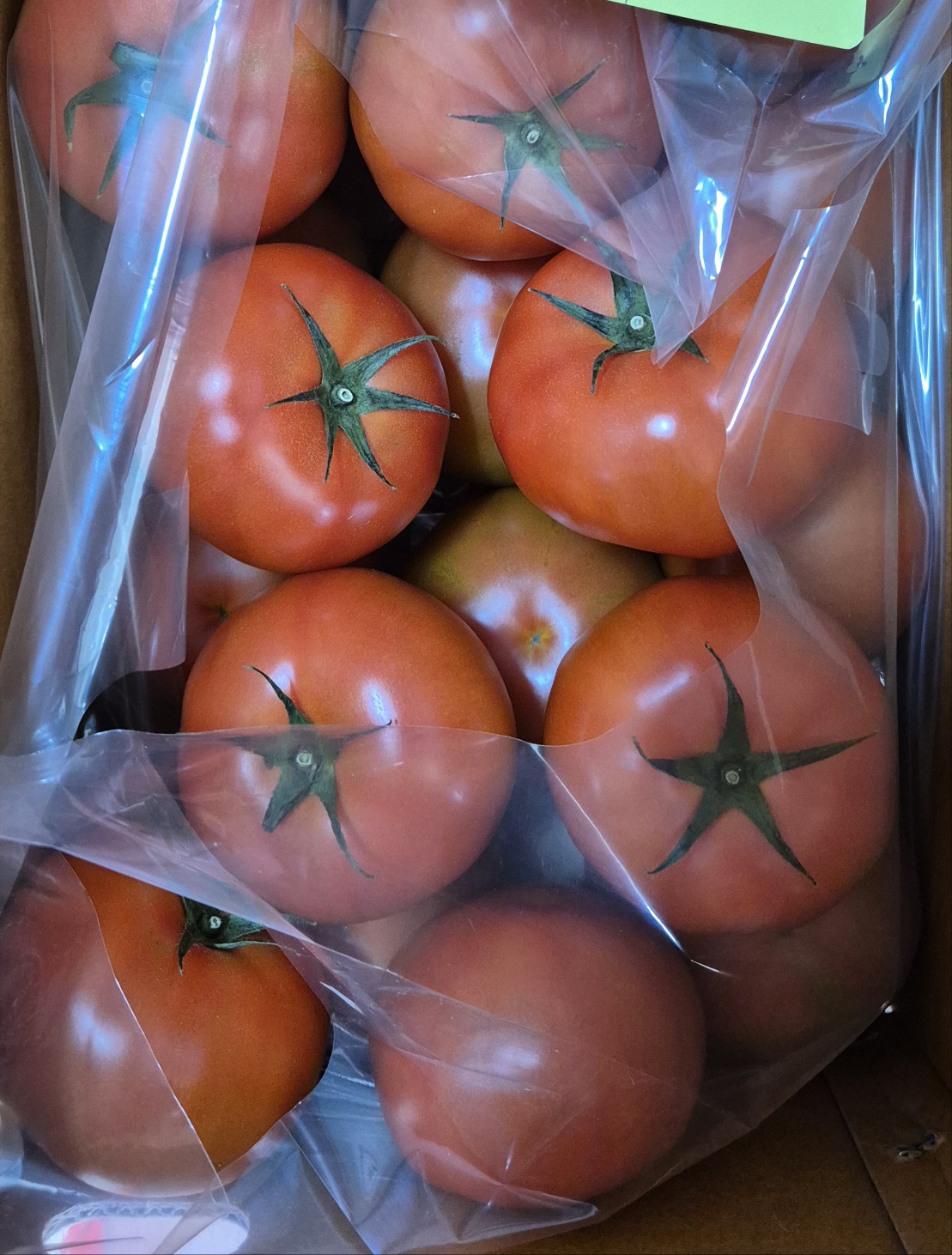 3kg [더생생] 산지직송 직접키운 완숙토마토 김제스마트팜 : 더생생