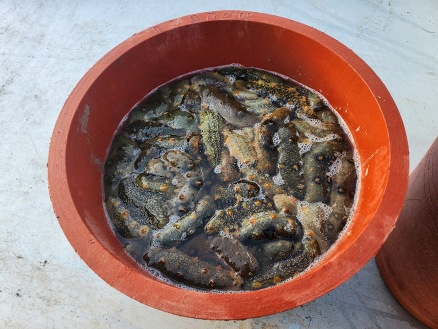 남해 제철 활 자연산 참 해삼 500g 활해삼 대왕해삼 당일어획 고노와다 자연산 생물 : 바다향기수산